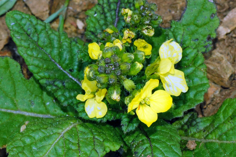Brassicacea da identificare